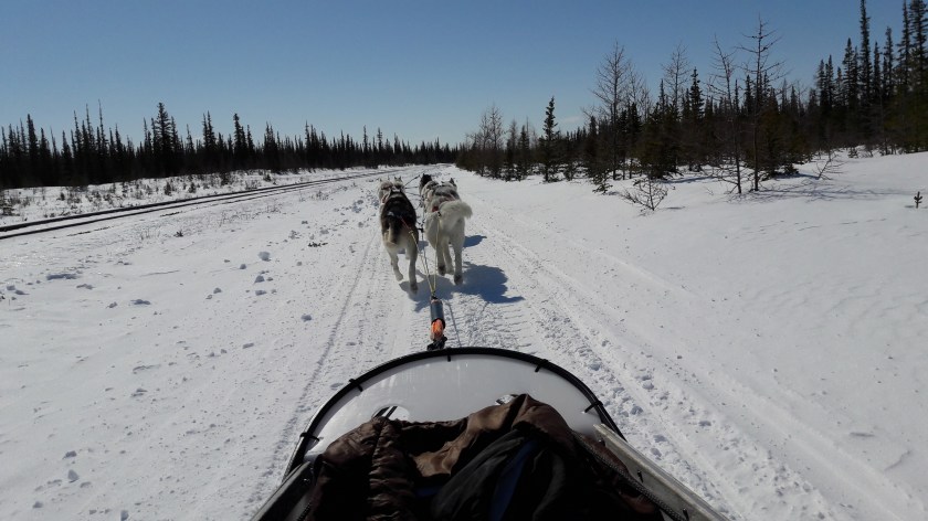 Eight huskies run through the snow, pulling a sled, just visible in the foreground. They're by a railway track and running into a low forest of spruce and tamarack.